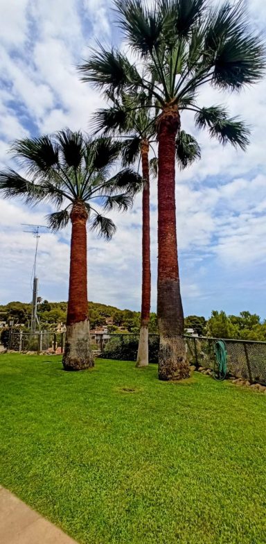 La limpieza de palmeras a gran altura es una tarea que requiere de habilidades especializadas y conocimientos específicos, los cuales son proporcionados por arboristas profesionales. Estos especialistas en el cuidado de árboles están capacitados para realizar trabajos en alturas considerables, utilizando técnicas y equipos de seguridad avanzados. La importancia de contratar a un arborista profesional para la limpieza de palmeras radica en su capacidad para identificar y tratar problemas de salud del árbol, realizar podas correctivas y de mantenimiento, y asegurar la seguridad del entorno y de las personas durante el proceso.