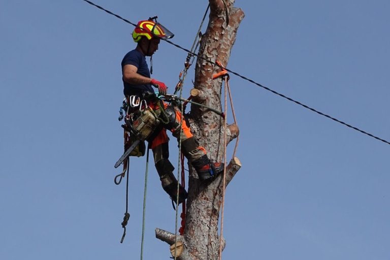 La tala y apeo controlado se refiere al proceso de cortar árboles de manera que caigan en un lugar predeterminado. Esta técnica es esencial en áreas donde los árboles están cerca de estructuras, líneas eléctricas, o áreas donde la seguridad pública podría verse comprometida. Los profesionales utilizan cuerdas, poleas y otras herramientas para dirigir la caída del árbol de manera controlada. La planificación y la experiencia son fundamentales en esta técnica para evitar daños y garantizar la seguridad de todos los involucrados.