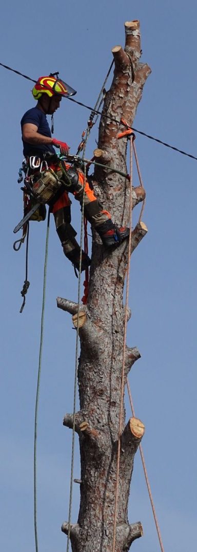 La tala y el apeo controlado de árboles son prácticas fundamentales en el manejo y conservación de espacios verdes urbanos y bosques, llevadas a cabo por especialistas conocidos como arboristas. Estas técnicas son esenciales para asegurar la salud y seguridad tanto de los árboles como de las personas y estructuras que los rodean. La tala se refiere a la eliminación completa de un árbol, mientras que el apeo controlado implica el corte y eliminación segura de partes específicas de un árbol, como ramas dañadas o enfermas.