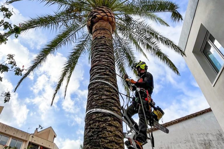 La tala de palmeras, debido a su estructura única y a menudo su altura significativa, requiere un enfoque especializado. Los trabajos en palmeras a menudo implican escalar la misma para realizar cortes estratégicos y, en algunos casos, puede requerirse el uso de una grúa para remover grandes frondas o la parte superior de la palmera antes de su tala final. Dada la popularidad de las palmeras en paisajes urbanos y costeros, su manejo adecuado es esencial para mantener la estética y la seguridad del entorno.