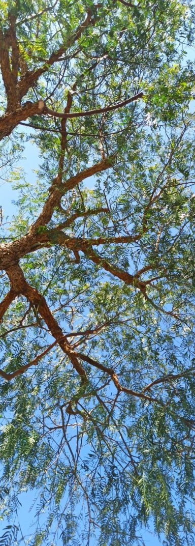 La poda de árboles es una práctica esencial para el mantenimiento y cuidado de estos seres vivos tan importantes para nuestro ecosistema. Un arborista profesional es el especialista idóneo para llevar a cabo esta tarea, ya que cuenta con el conocimiento, las habilidades y las herramientas necesarias para realizar podas adecuadas que beneficien la salud, el crecimiento y la estética de los árboles.