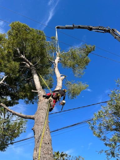 Tala de pino con grua