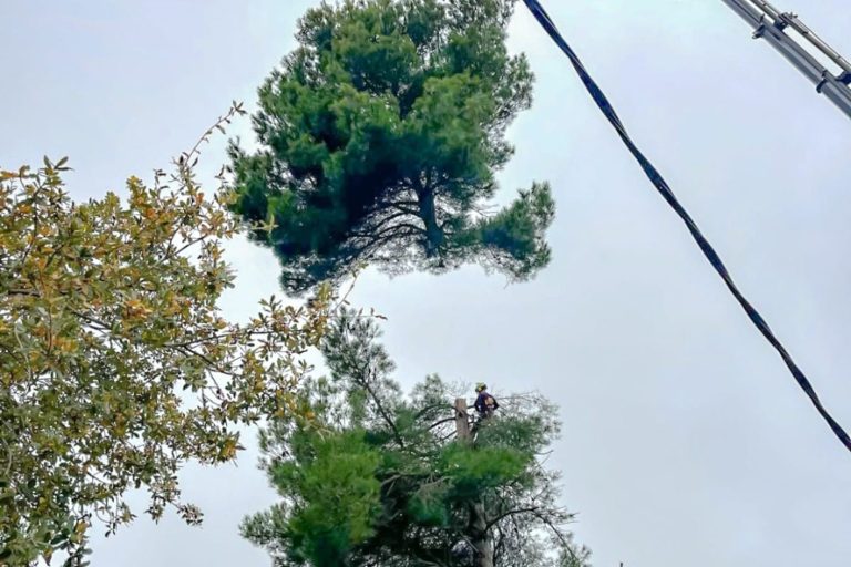 la tala con grúa es una técnica que se utiliza en situaciones donde el acceso es difícil o cuando los árboles son demasiado grandes y su tala directa podría ser peligrosa. Las grúas permiten cortar el árbol en secciones desde la parte superior, bajando cada sección de manera controlada al suelo. Esta metodología minimiza el riesgo de daño a las propiedades cercanas y es especialmente útil en entornos urbanos densamente poblados.