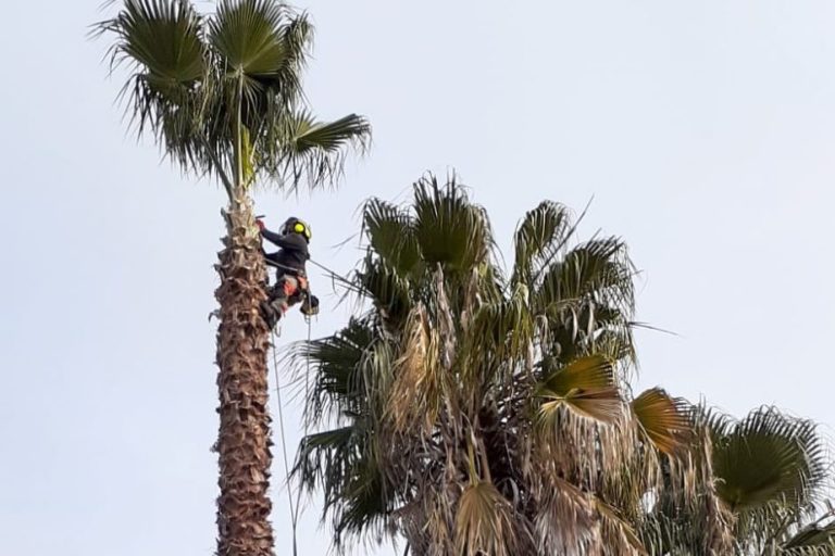 La tala de palmeras, debido a su estructura única y a menudo su altura significativa, requiere un enfoque especializado. Los trabajos en palmeras a menudo implican escalar la misma para realizar cortes estratégicos y, en algunos casos, puede requerirse el uso de una grúa para remover grandes frondas o la parte superior de la palmera antes de su tala final. Dada la popularidad de las palmeras en paisajes urbanos y costeros, su manejo adecuado es esencial para mantener la estética y la seguridad del entorno.